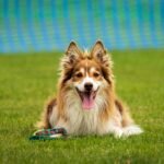 a brown and white dog laying on top of a lush green field