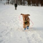 a dog is running in the snow with a leash