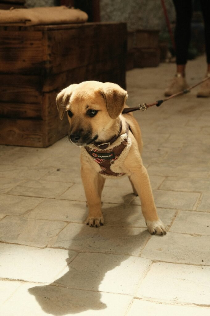 a small dog on a leash